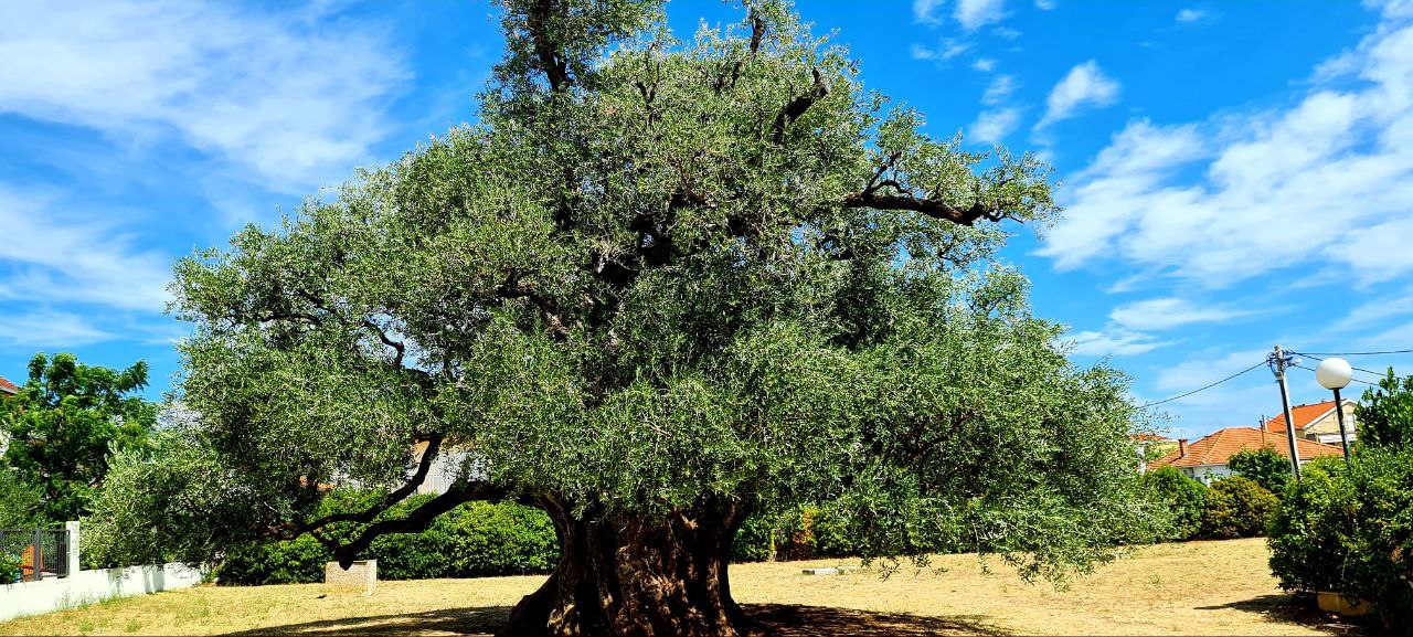 Olivenbaum