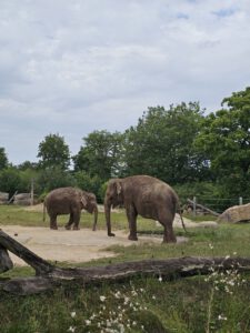 Elefnaten in Prager Zoo