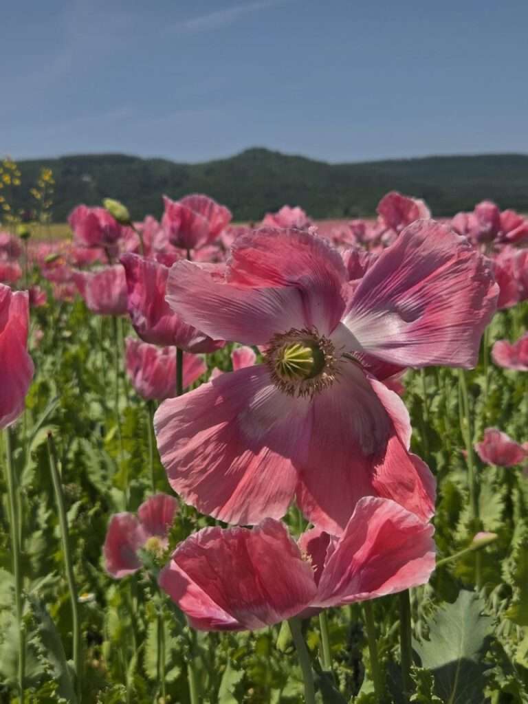 Mohnblüte Detailaufnahme Nahansicht