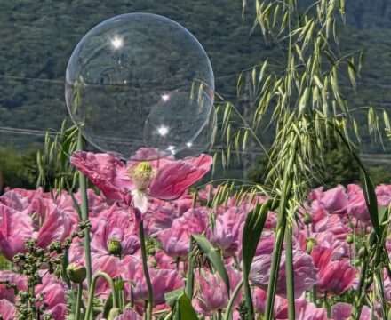 Mohnblüte in Germerode