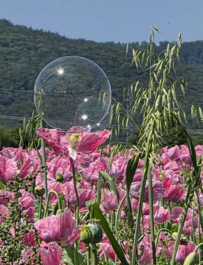Mohnblüte in Germerode