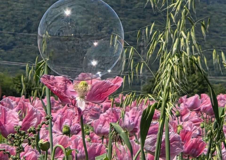 Mohnblüte in Germerode