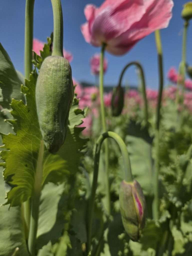 Mohnblüte in Germerode