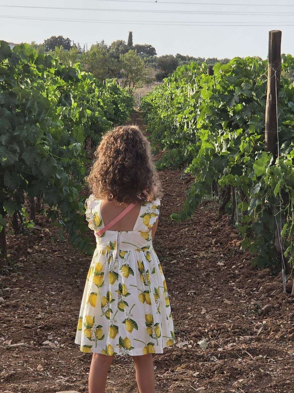 Ronda mit Kind: Setenil de las Bodegas, weiße Dörfer und Andalusiens Olivenöl-Paradies 9 Ronda mit Kind: Setenil de las Bodegas, weiße Dörfer und Andalusiens Olivenöl-Paradies Weinberge im Hotel Palacio del Moral, Ronda