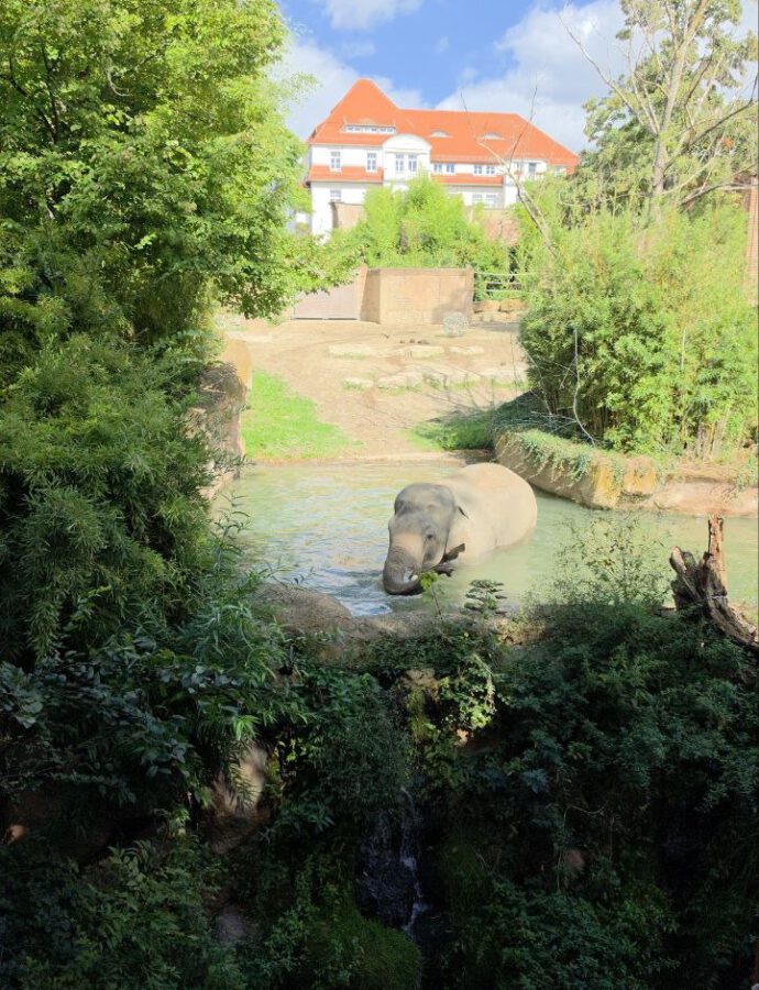 Zoo Leipzig Erfahrungen: Unsere Highlights, Tipps und ehrlichen Eindrücke