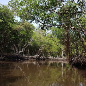 Dichtes Mangrovenwaldgebiet der Everglades mit über dem Wasser liegenden Wurzeln, die sich in einem ruhigen Fluss spiegeln. Sonnenlicht scheint durch das dichte Blätterdach.