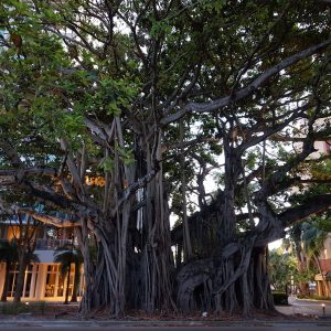 Ein massiver Banyanbaum steht majestätisch in einer städtischen Umgebung in Miami, umgeben von modernen Gebäuden. Die dicken, verzweigten Wurzeln und der dichte Blätterdach verleihen dem Baum eine imposante Präsenz.