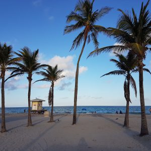 Palmen stehen im Sand an einem ruhigen Strand in Miami, mit Blick auf den Atlantischen Ozean. Eine kleine Rettungsstation ist unter den Palmen zu sehen, während sich am Horizont der blaue Himmel mit einigen Wolken erstreckt.