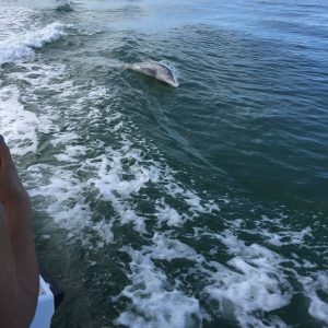 Ein Delfin schwimmt in den Wellen hinter einem Boot in der Nähe der Küste, während im Hintergrund die Skyline von Miami sichtbar ist.